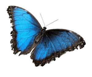 Butterfly Png Transparent Photo
