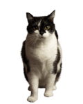 black cat png cute cat free hd download transparent png 458