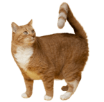 cat png cute cat free hd download transparent png 454585 (2)