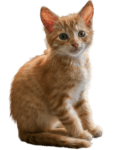 cat png cute cat free hd download transparent png 45959 (2)