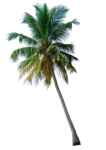 palm-tree-png-free-download