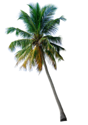 palm-tree-png-free-download