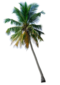palm-tree-png-free-download