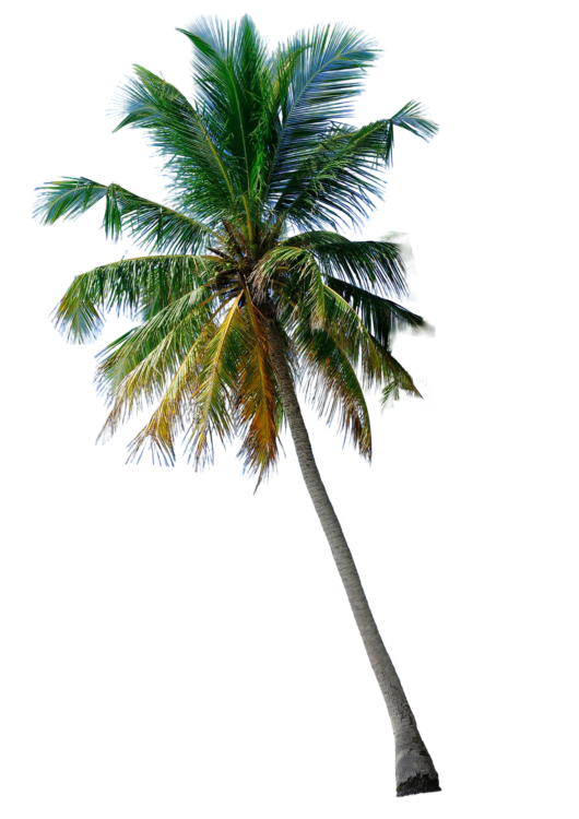 palm-tree-png-free-download