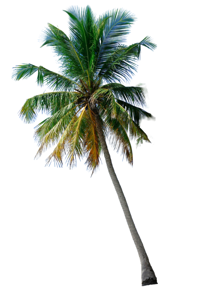 palm-tree-png-free-download