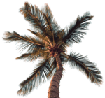 palm tree png free hd image download 5454