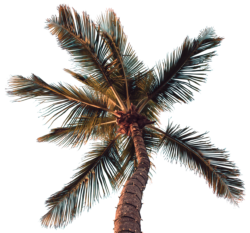palm tree png free hd image download 5454