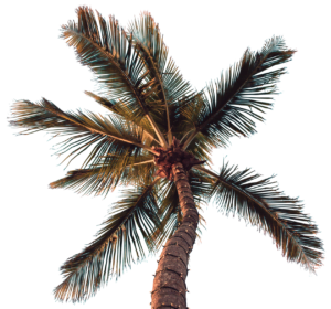 palm tree png free hd image download 5454