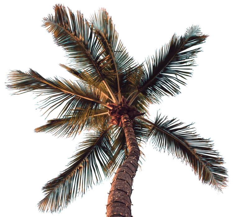 palm tree png free hd image download 5454