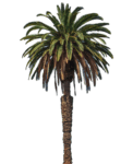 palm tree png free hd image download 588447