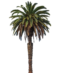palm tree png free hd image download 588447