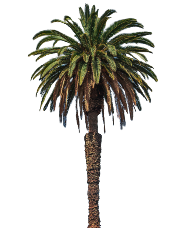 palm tree png free hd image download 588447