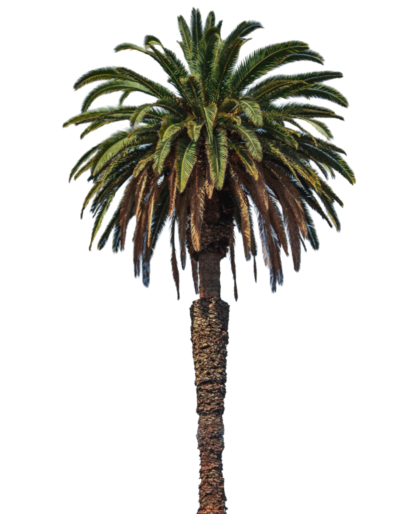 palm tree png free hd image download 588447