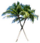 palm-tree-png-free-hd-image-download-58887