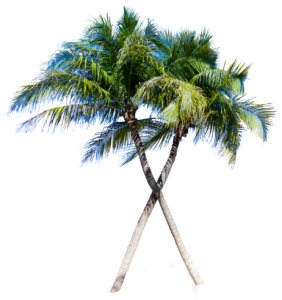 palm-tree-png-free-hd-image-download-58887