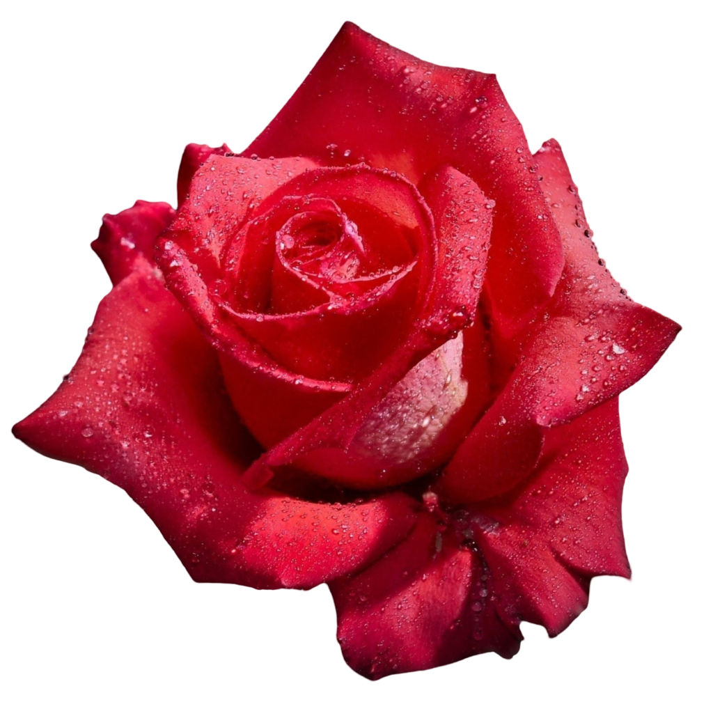 closeup view of red rose flower png