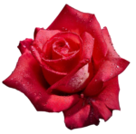 closeup view of red rose flower png