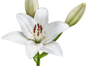 lily flowers png petals stamens