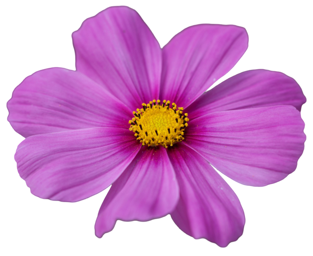 pink kosmeya (Cosmos png) flower petals buds image