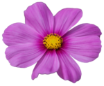 pink kosmeya (Cosmos png) flower petals buds image