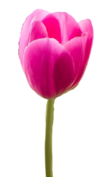 pink tulip png flower petals image
