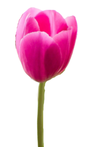pink tulip png flower petals image