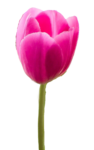 pink tulip png flower petals image