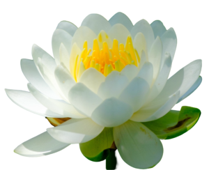 white water lily png flower petals green leaves image