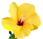 yellow hibiscus png petals drops flower macro close view image