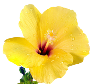 yellow hibiscus png petals drops flower macro close view image