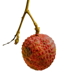 single lichi png photo