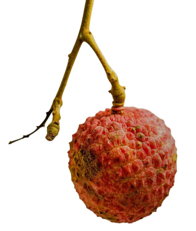 single lichi png photo