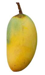 original mango png image hd