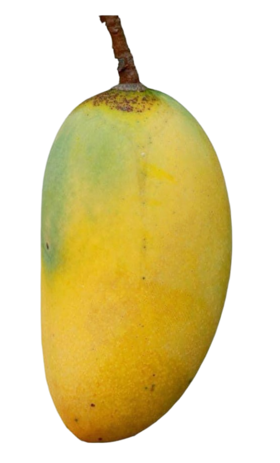 original mango png image hd