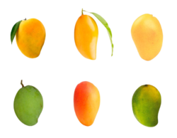 six type of mangos png image