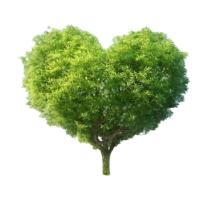 tree green heart png photo