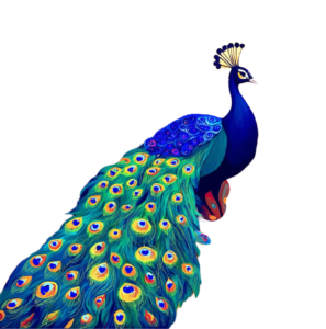 beautiful peacock png image