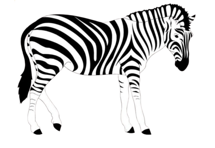 cartoon zebra png image