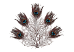 peacock feather png clipart