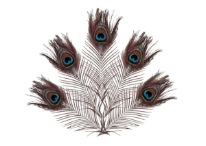 peacock feather png clipart