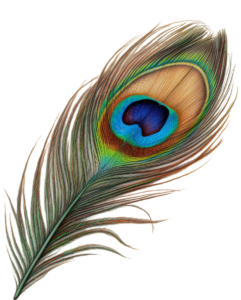peacock feather png image