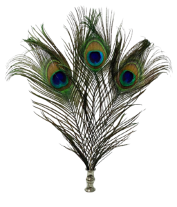 peacock feather png image hd