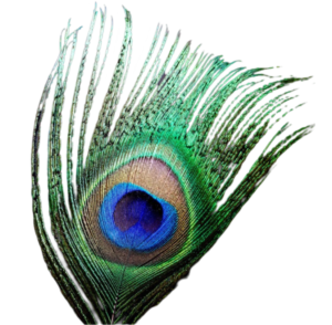peacock feather png photo