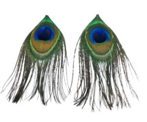 peacock feather png transparent image