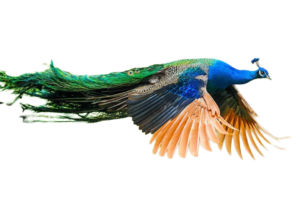 peacock png clipart image