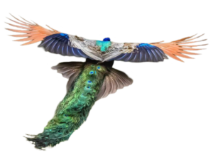 peacock png cutout image