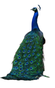 peacock png image