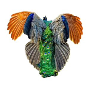 peacock png no background