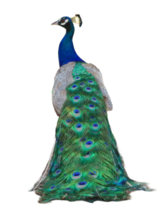peacock png photo
