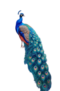 peacock png transparent image